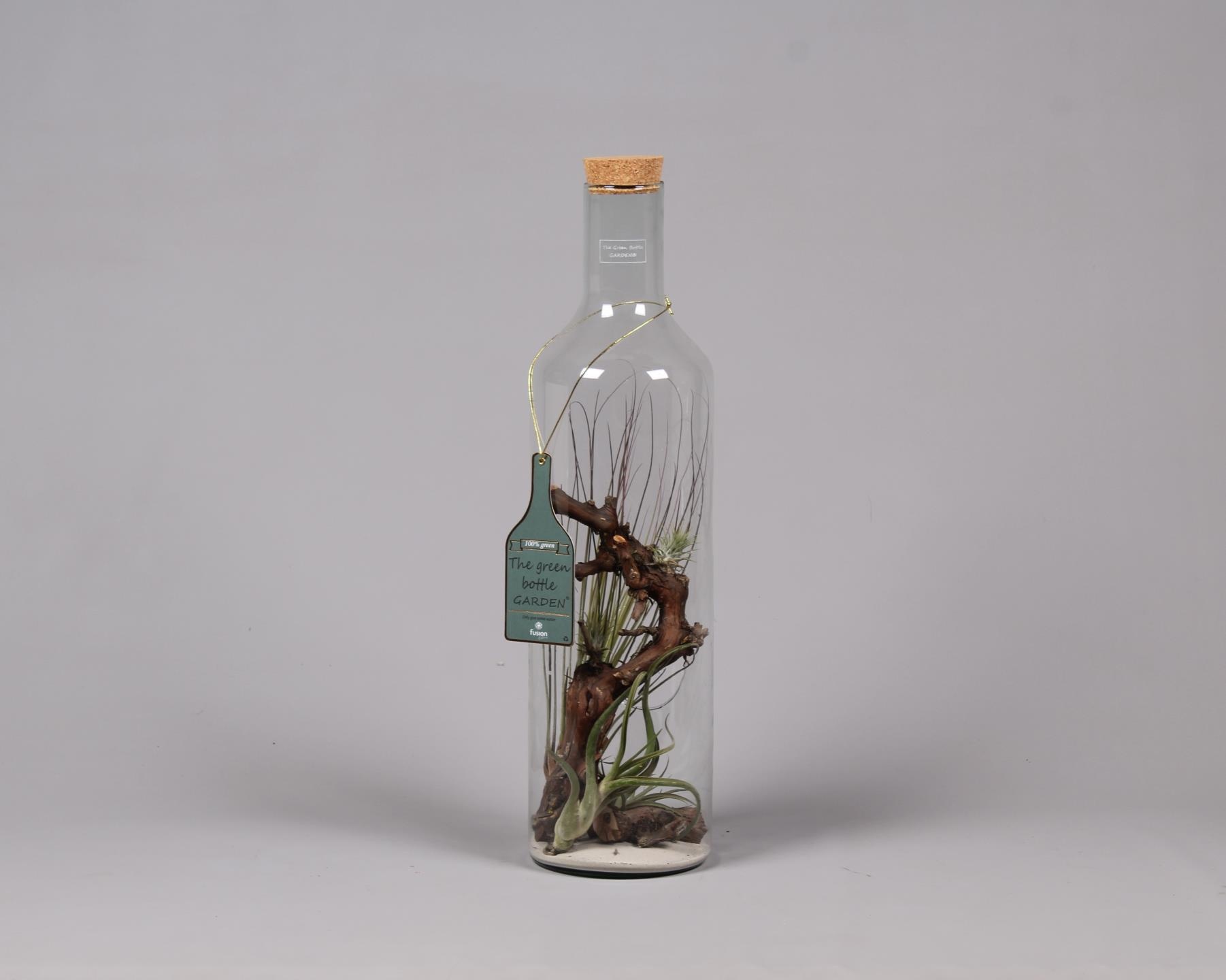 Green Bottle fles Jumbo met Tillandsia Air Plants, D 17