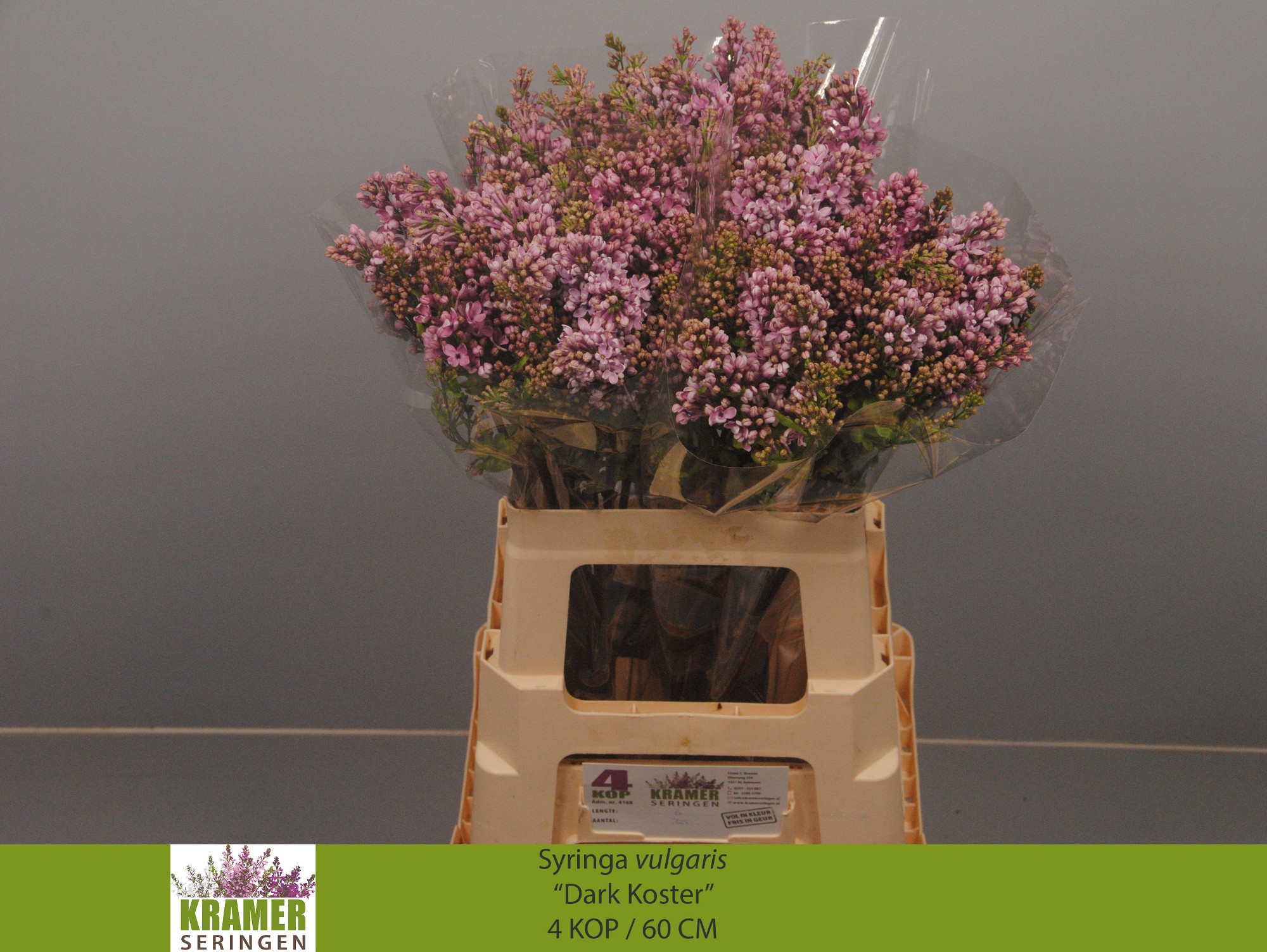 Сирень Дарк Костер 60 (фиолет.), шт.