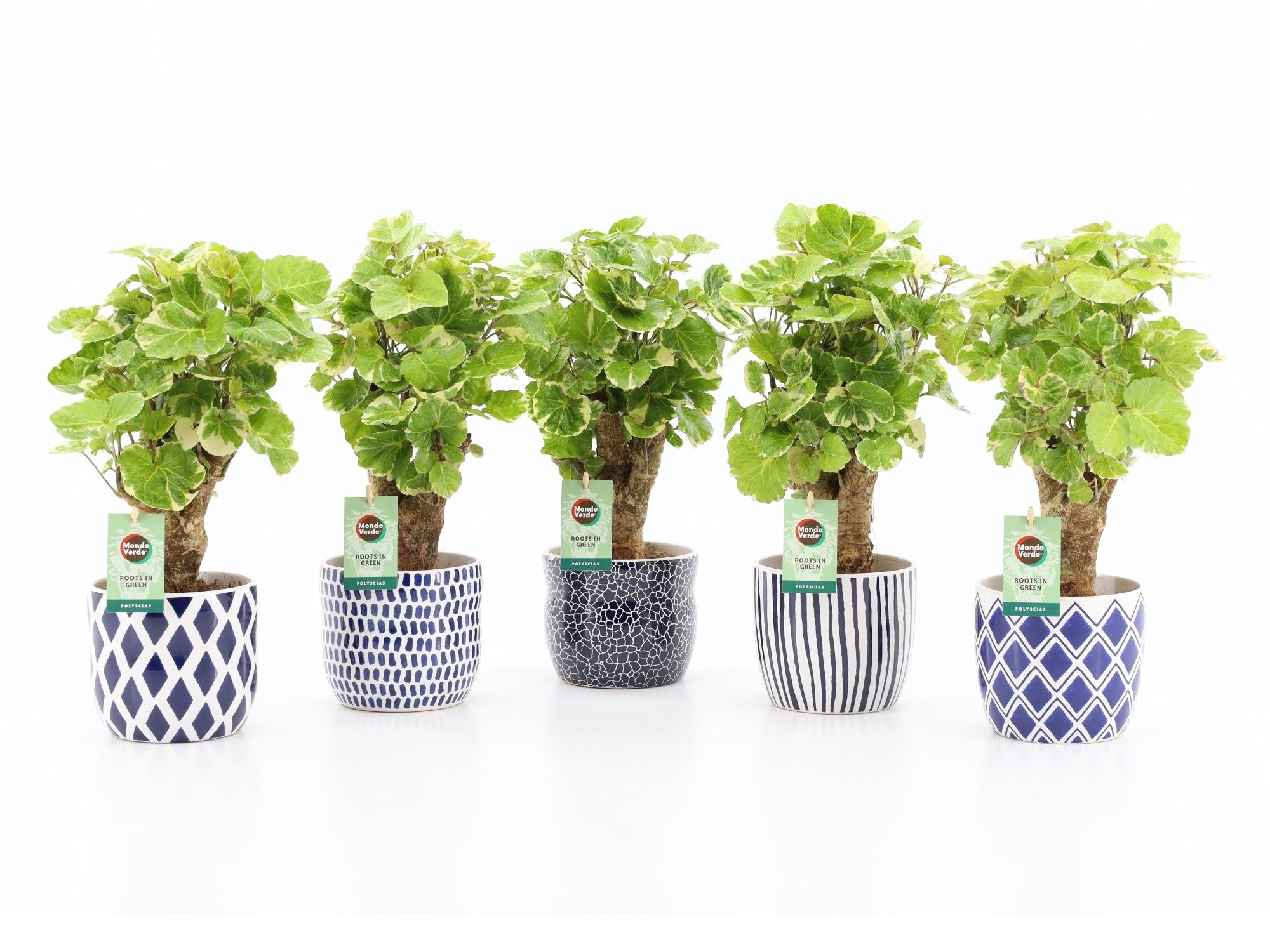 Polyscias Balfouriana in Delft Blue, D 13