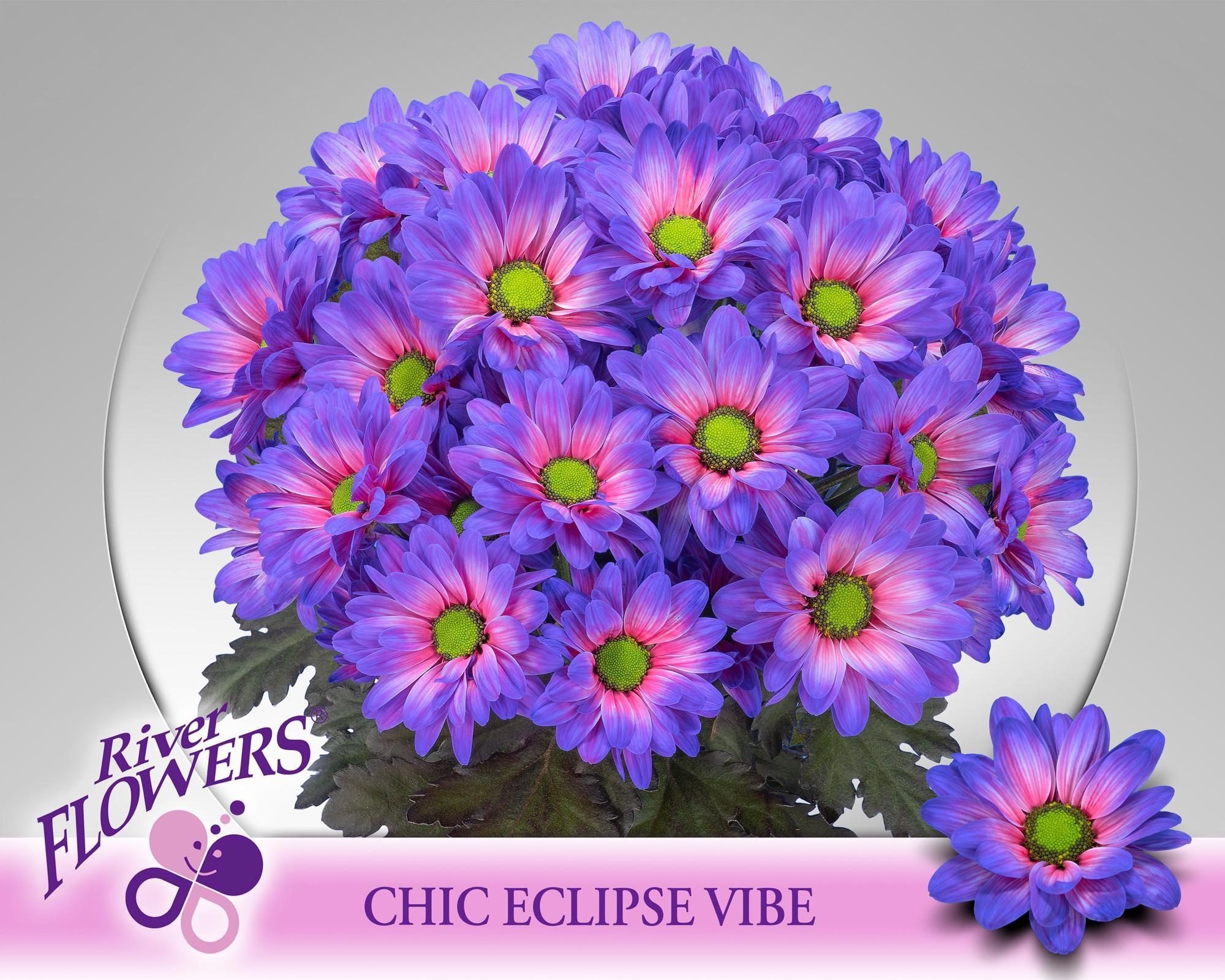 Хризантема куст. Чик Крашеная 70, шт.