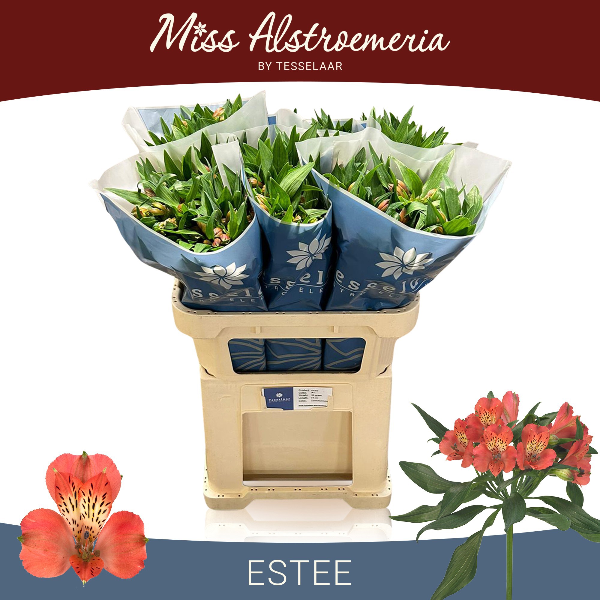 Альстромерия Эсти (оранж.), шт.