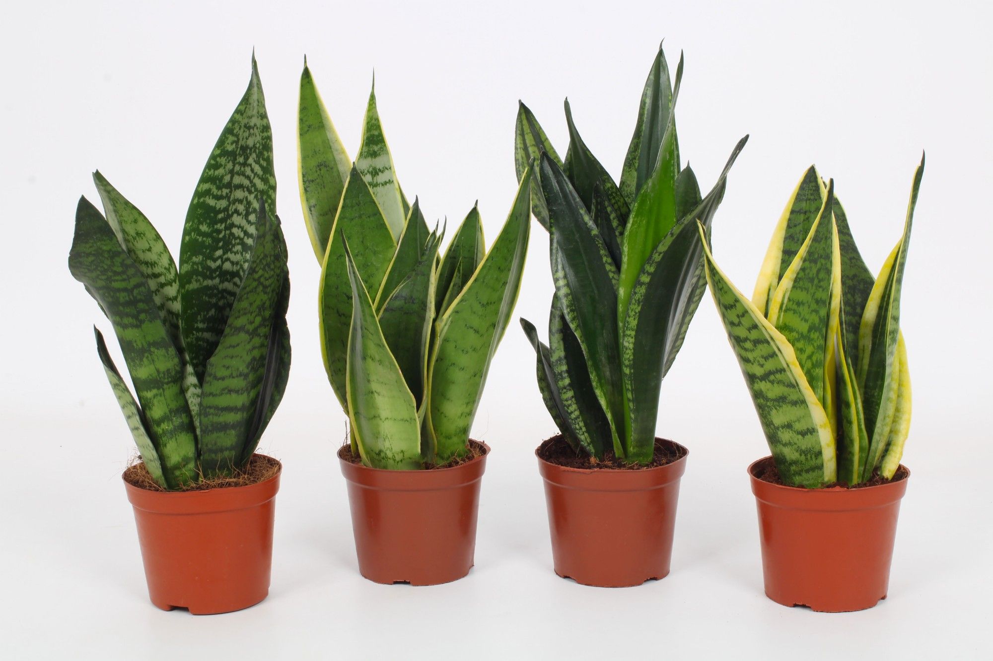 Sansevieria Mix 12cm, D 12