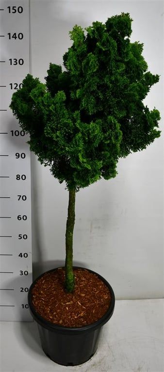 Chamaecyparis o. 'Nana Gracilis', D 38