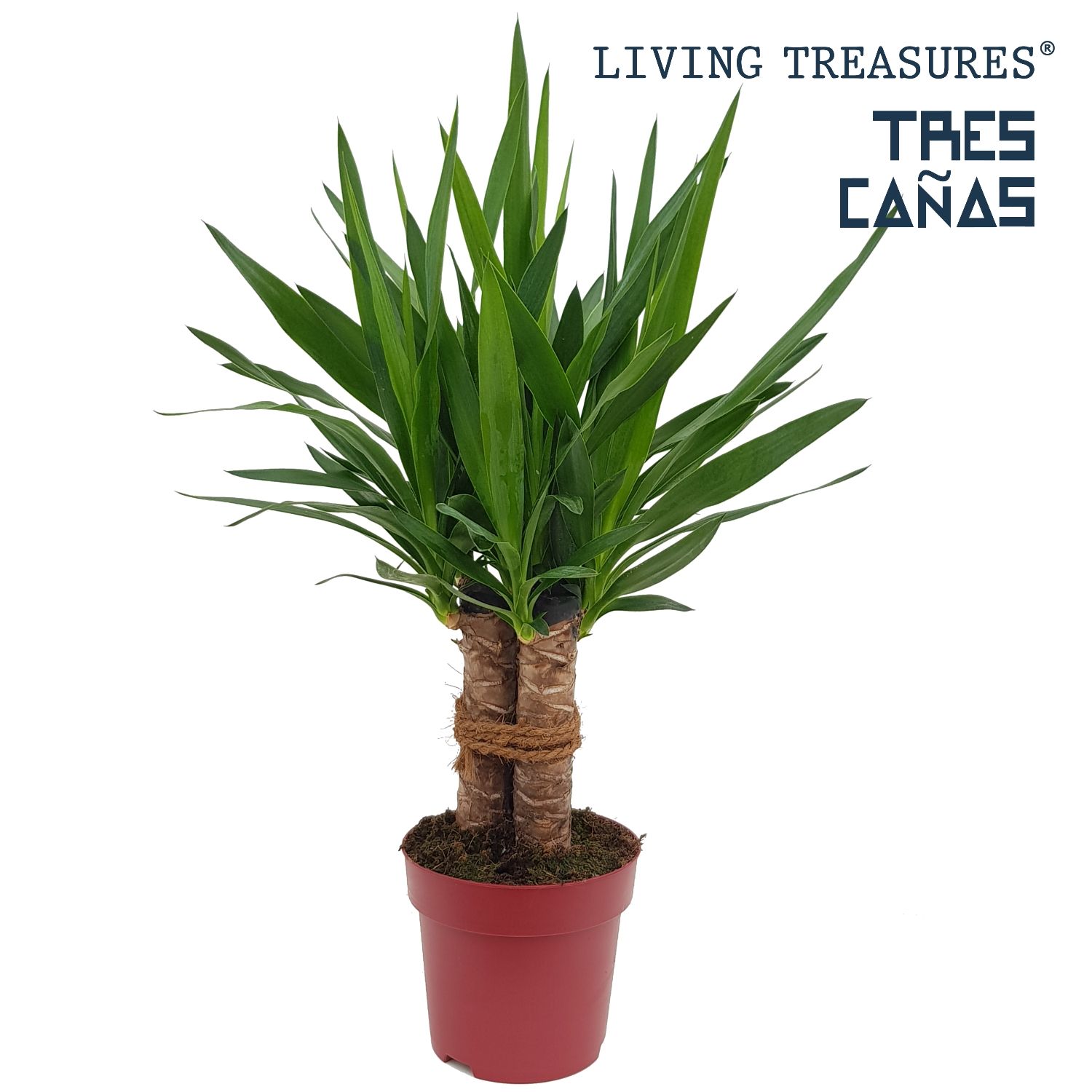 Yucca "Tres Cañas" 30 stam P19, D 19