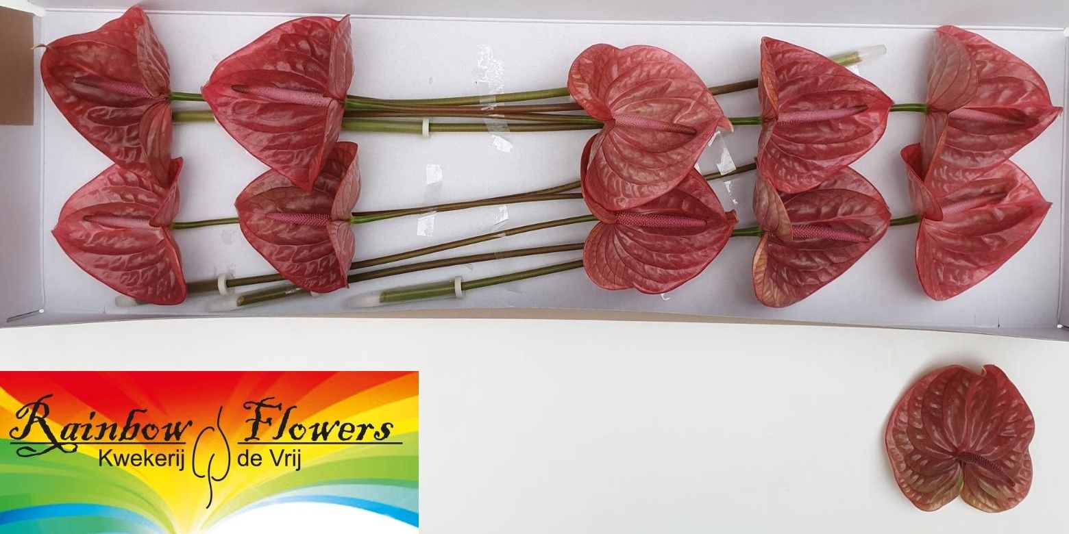 Антуриум Маришка (зелено-роз.) x10, шт.