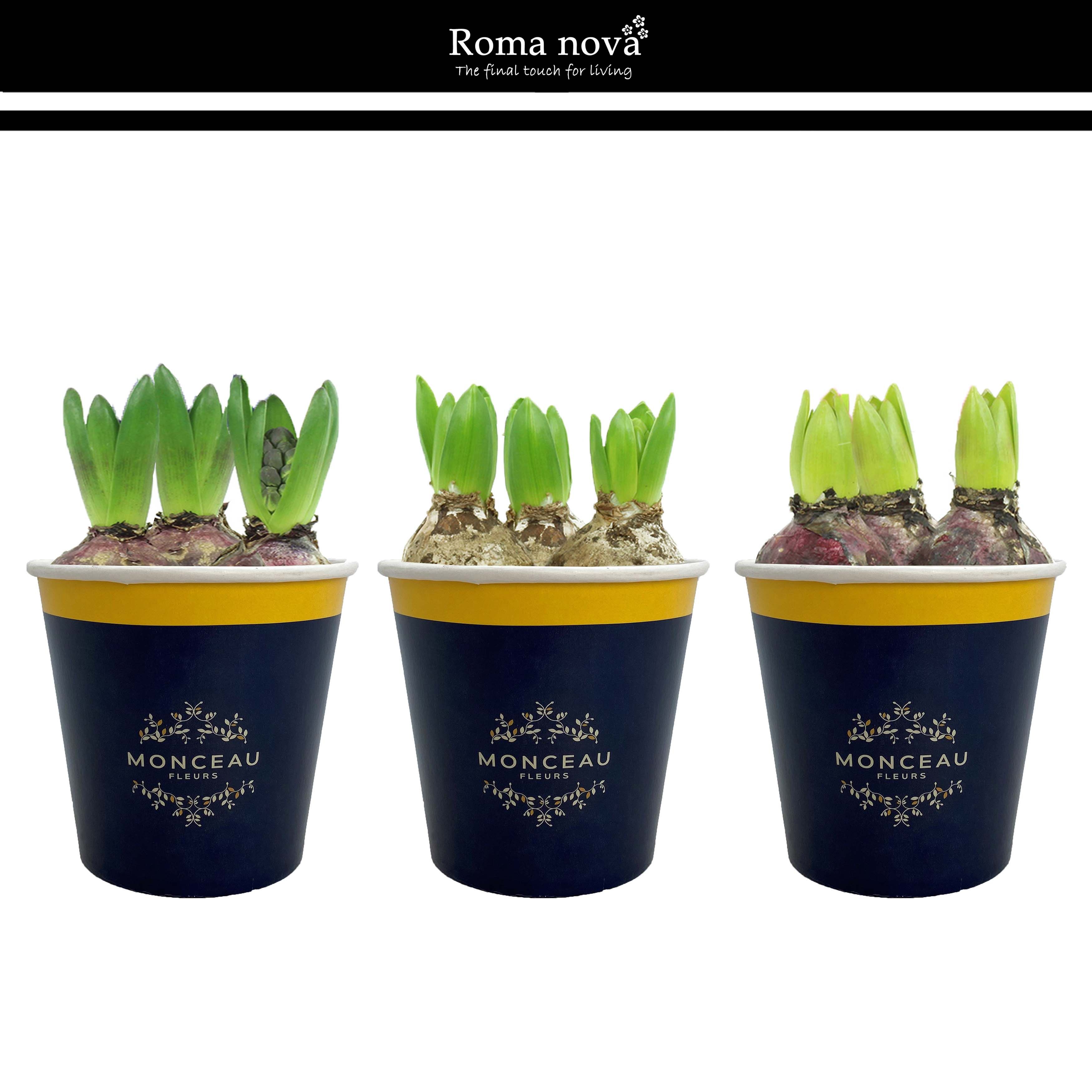 1031H - Cup Monceau Fleurs (Hyacint), D 12