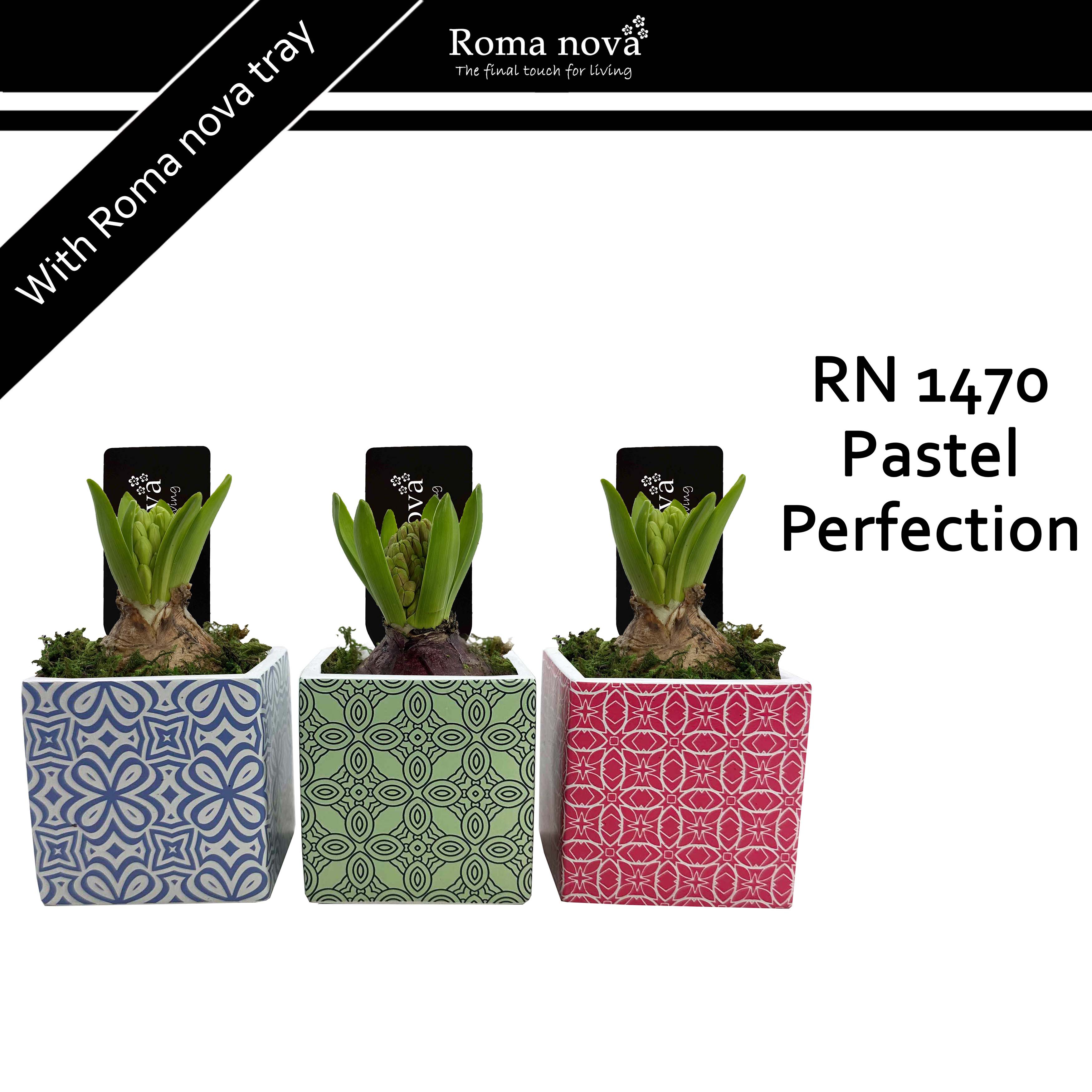 1470 - Pastel Perfection (Hyacint), D 8 cm