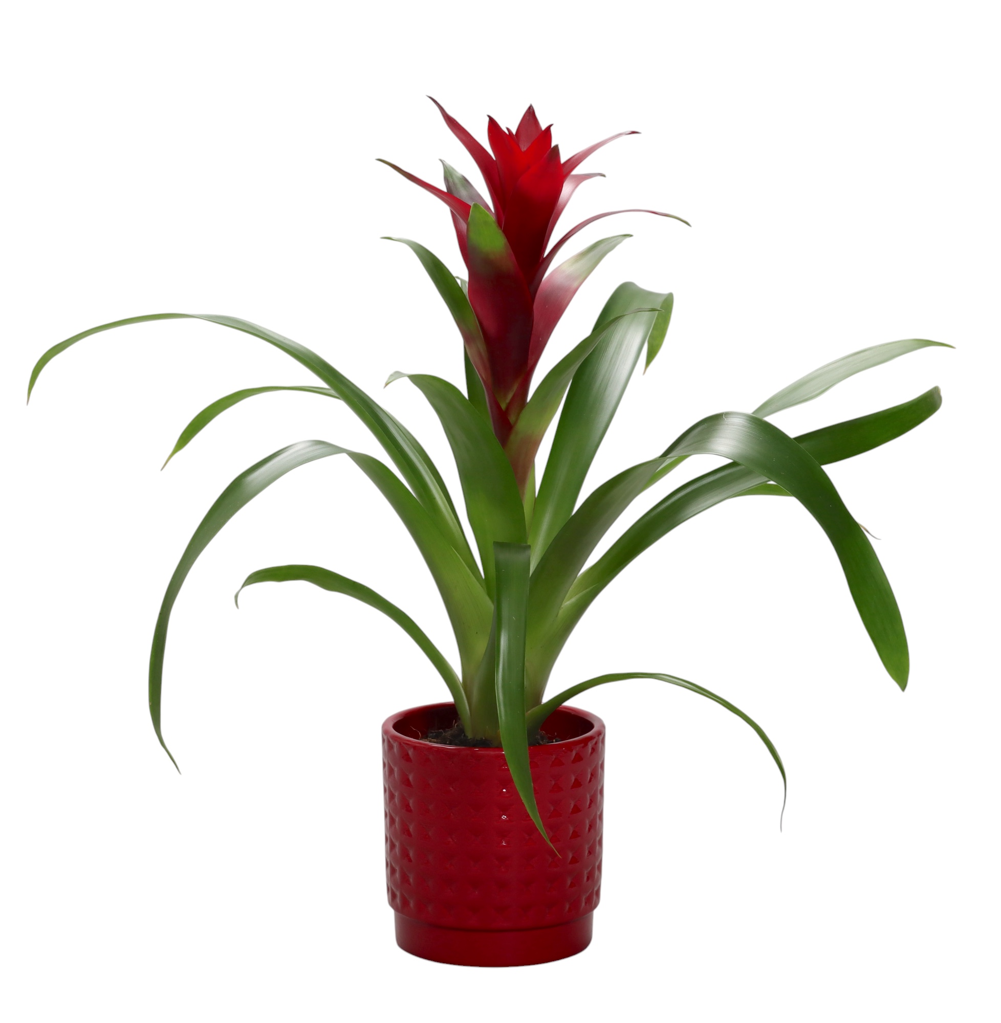 Guzmania switch in rood ruit keramiek, D 10
