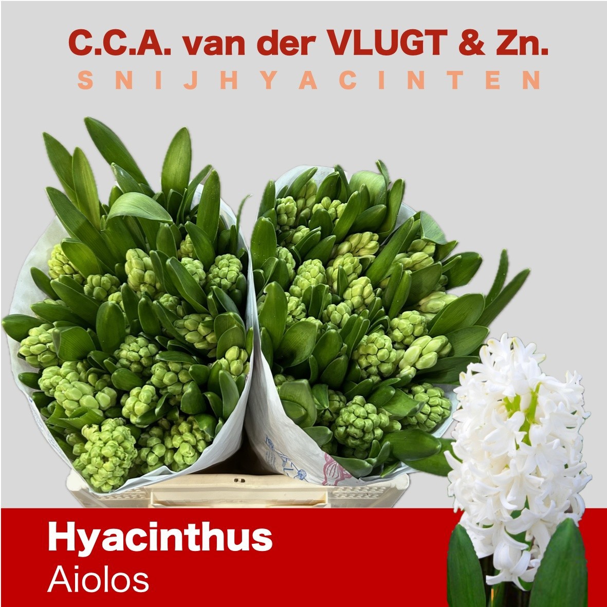 Гиацинт Айолос, шт.