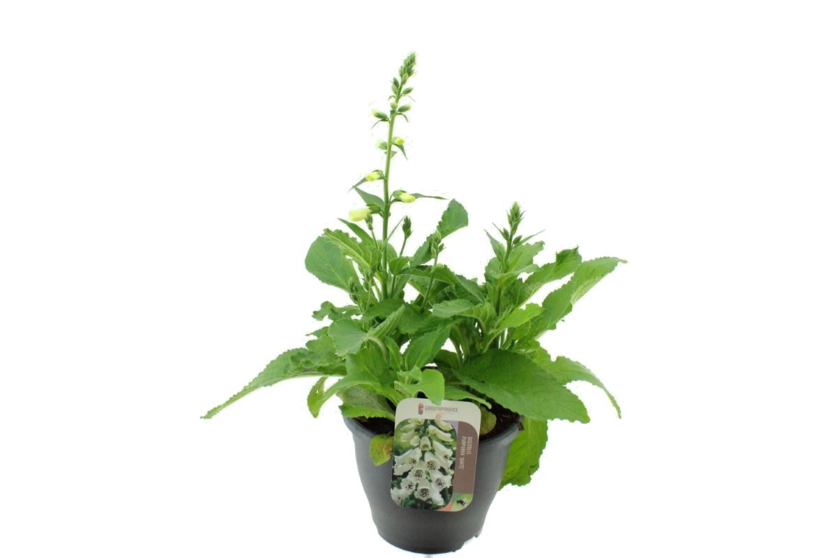 Digitalis Panther White, D 23