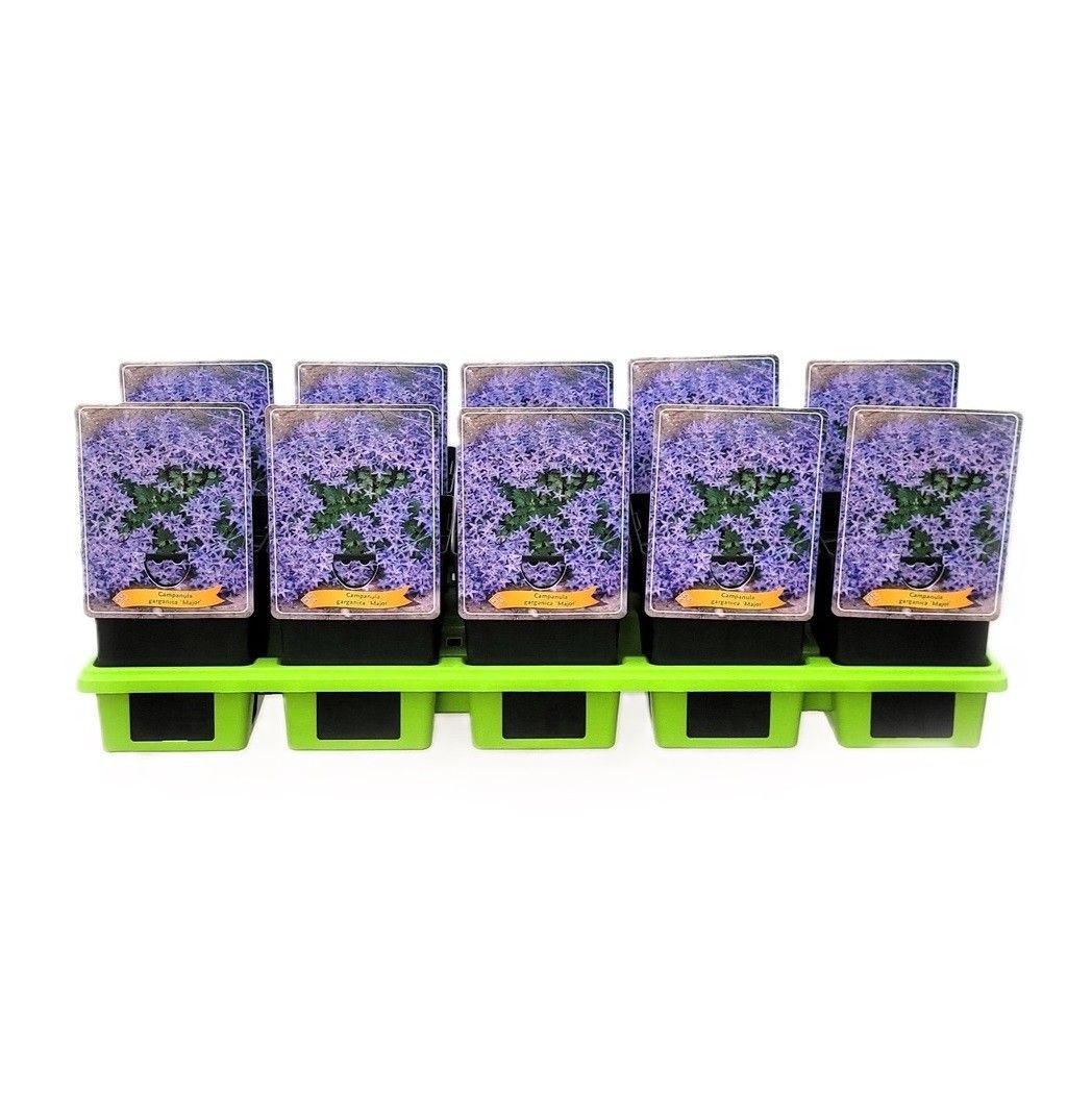 Campanula garganica 'Major' P11, D 11 cm