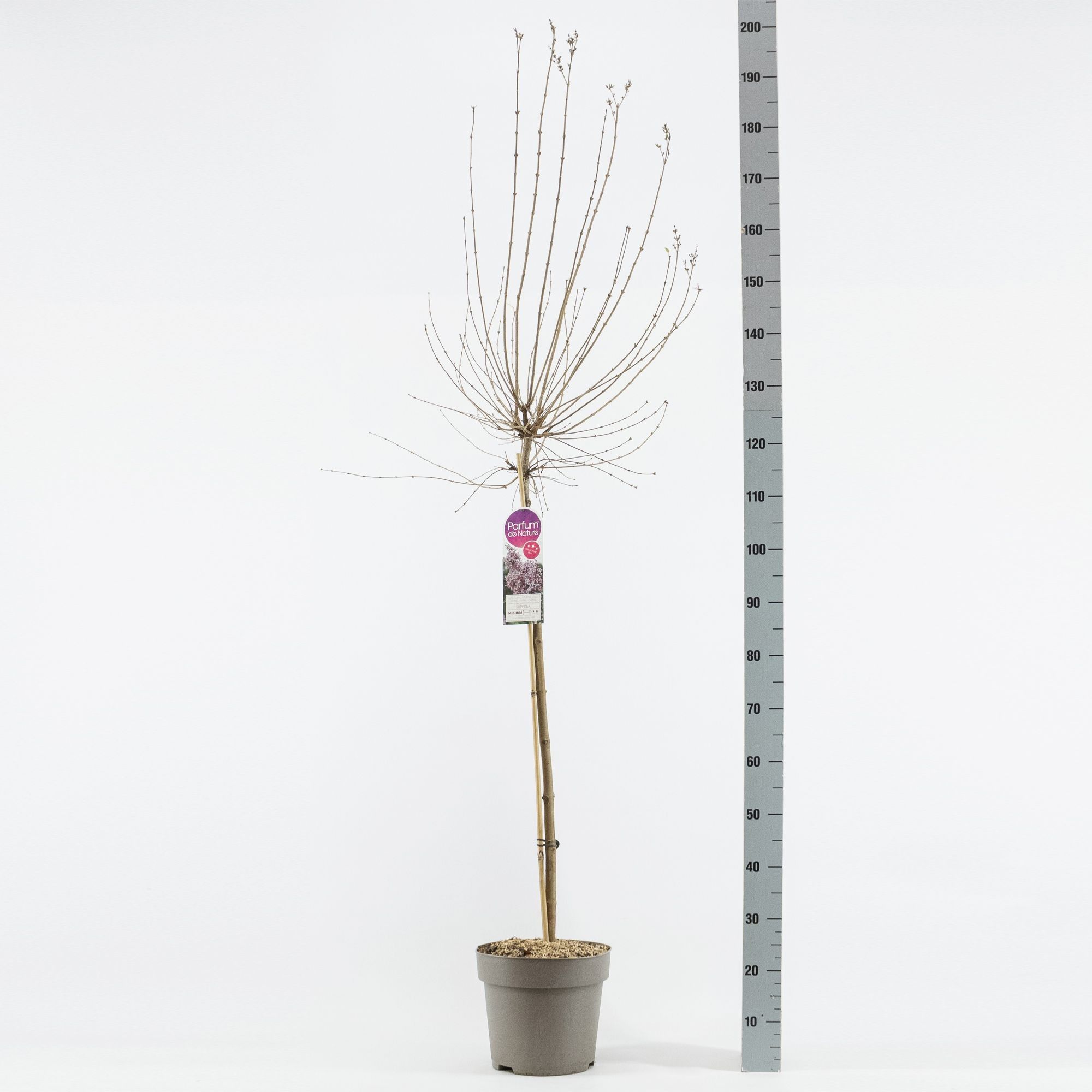 Syringa micr. Superba, stam 90, 2-jarig, C10, D 27 cm