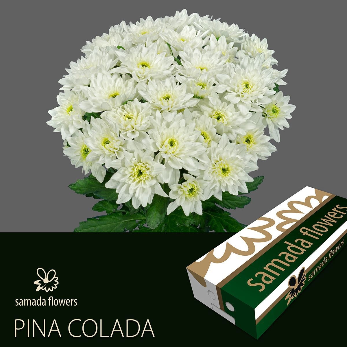 Хризантема куст. Пина Колада 70, шт.