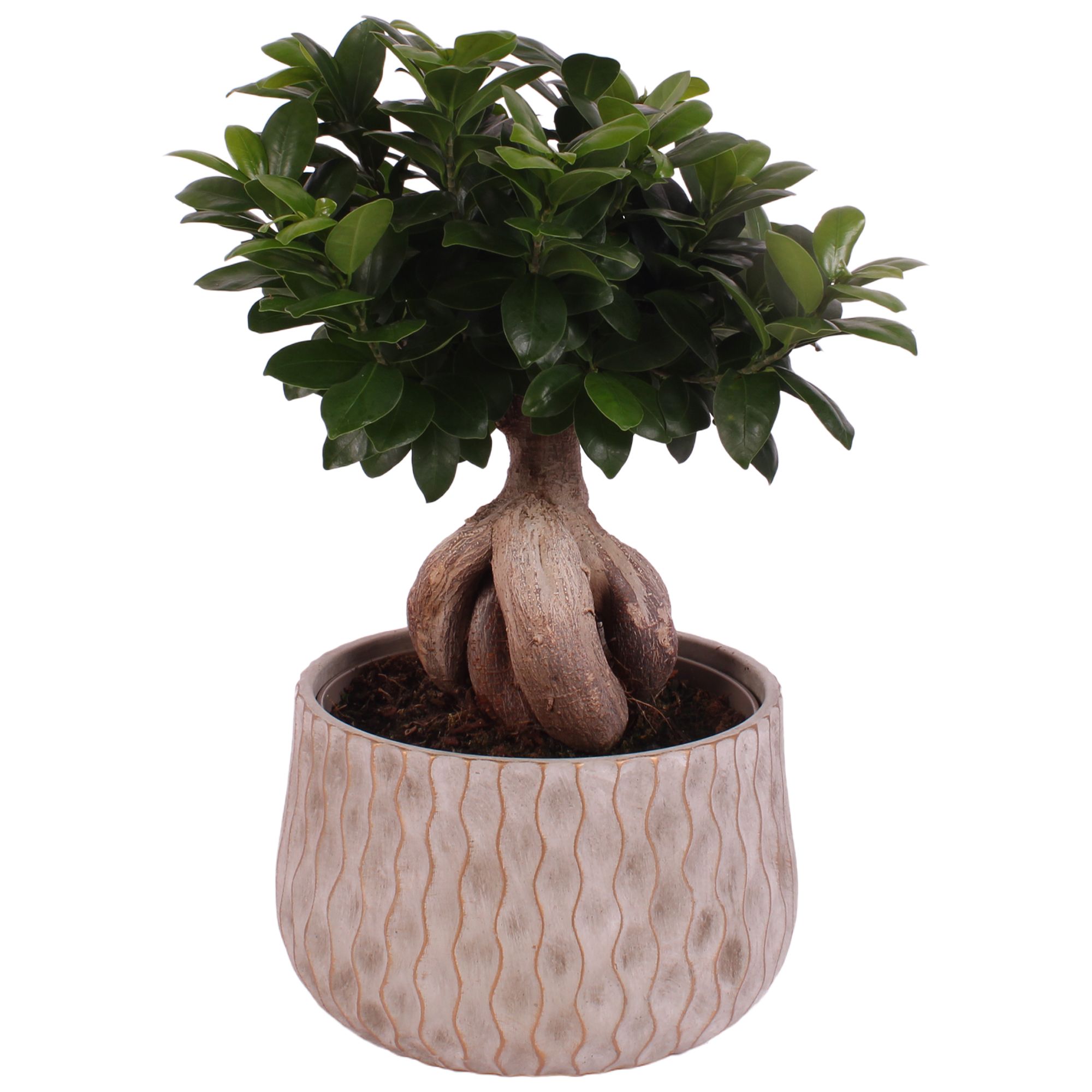 Ficus m. Ginseng Ball Shape Ø22cm in Ø26cm Ceramic PL569, D 26