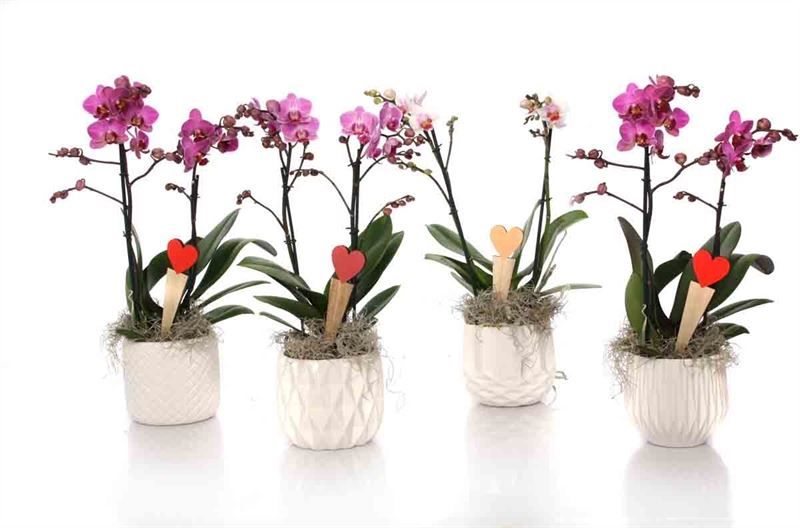 Dolomite p12 White mix Phal multiflower mix 2T22+, D 12
