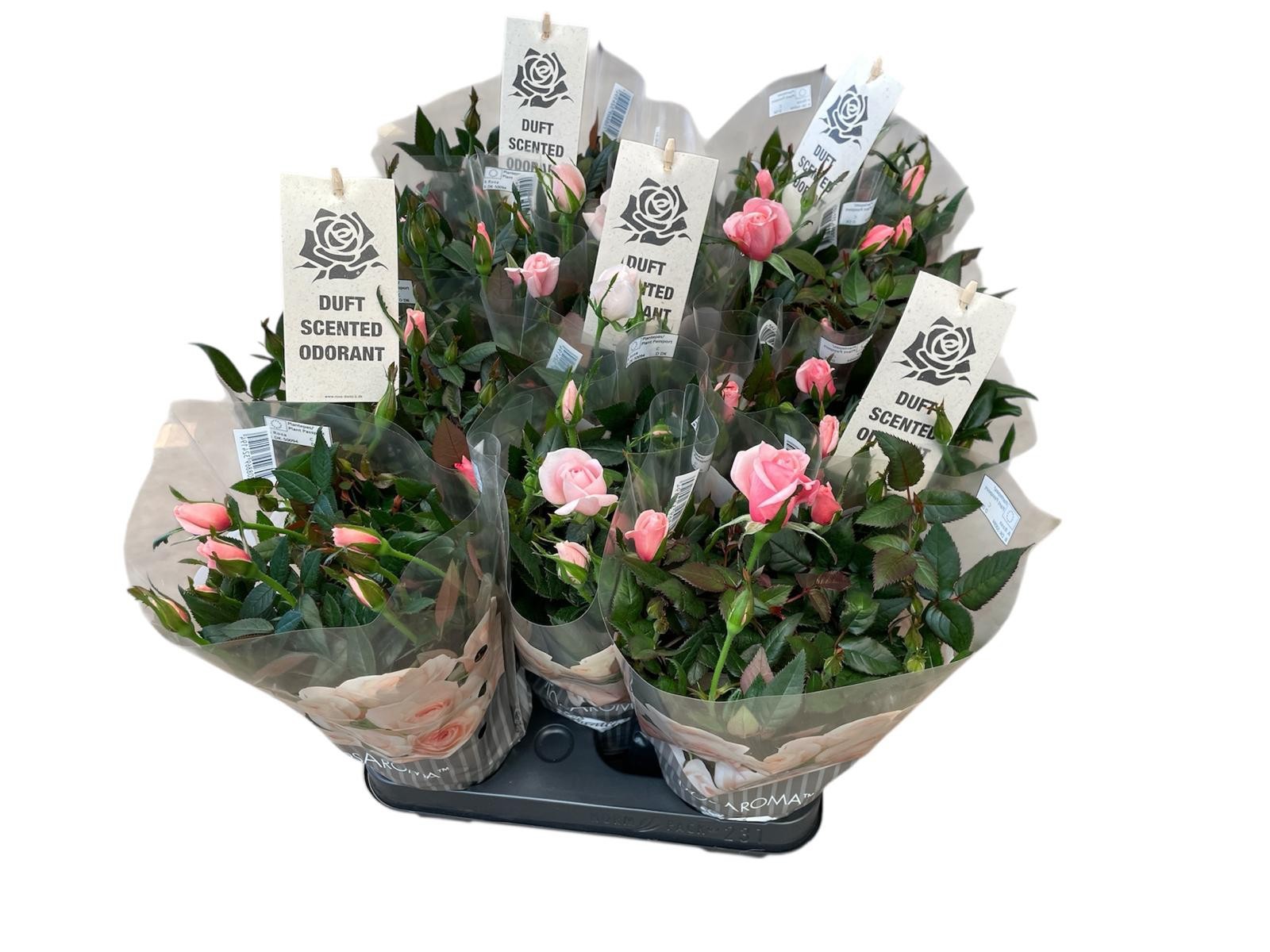 Rosa gemengd Rosaroma (geurrozen) / roze tinten, D 10,5
