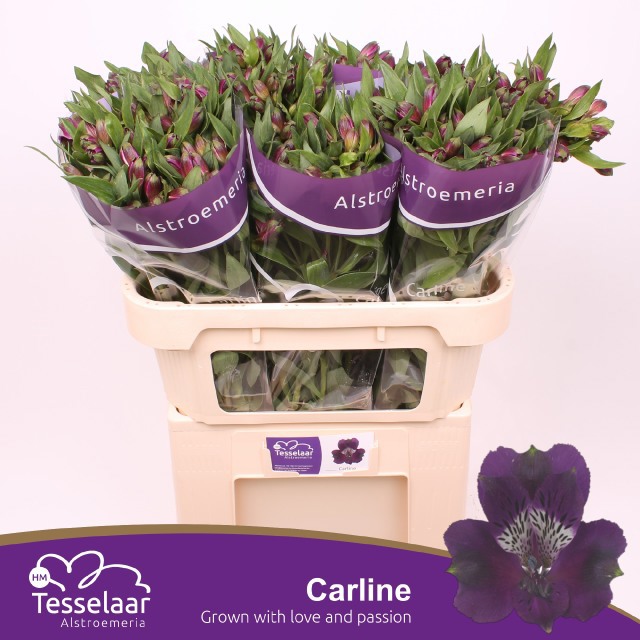 Альстромерия Карлин (фиолет.), шт.