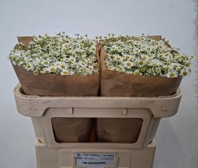 Танацетум Сингл Вегмо 65 (бел.), шт.