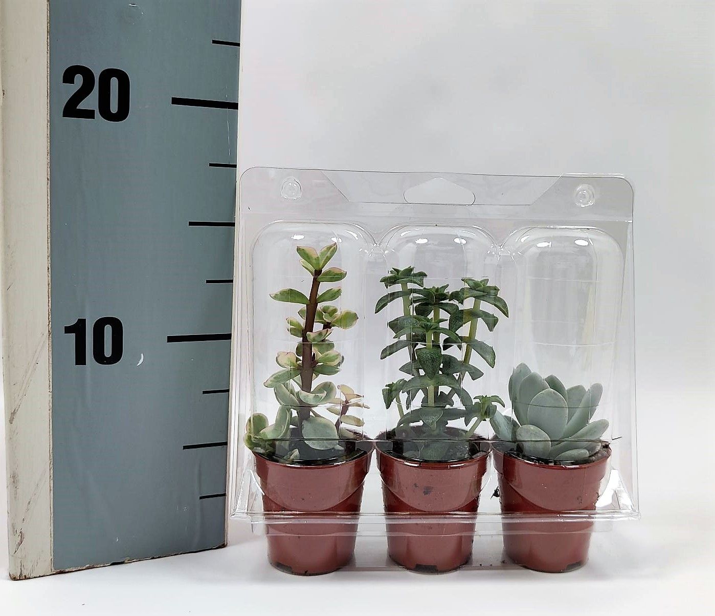 Succulent 5,5 cm in blister(3x), D 5,5