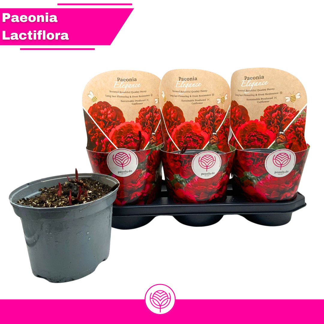 Paeonia lactiflora red, D 19