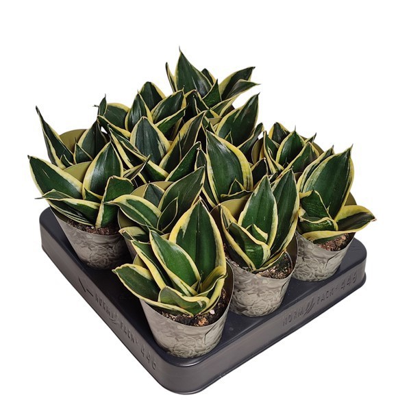 SANSEVIERIA TRIFASCIATA 'JADE PAGODA' - POT Ø 6,5 - COLLECTION WITH POTCOVER (SUCCULENTEN), D 6,5