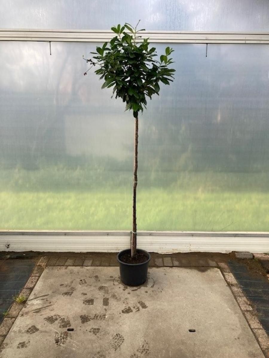 Prunus l. 'Novita', bol, D 36