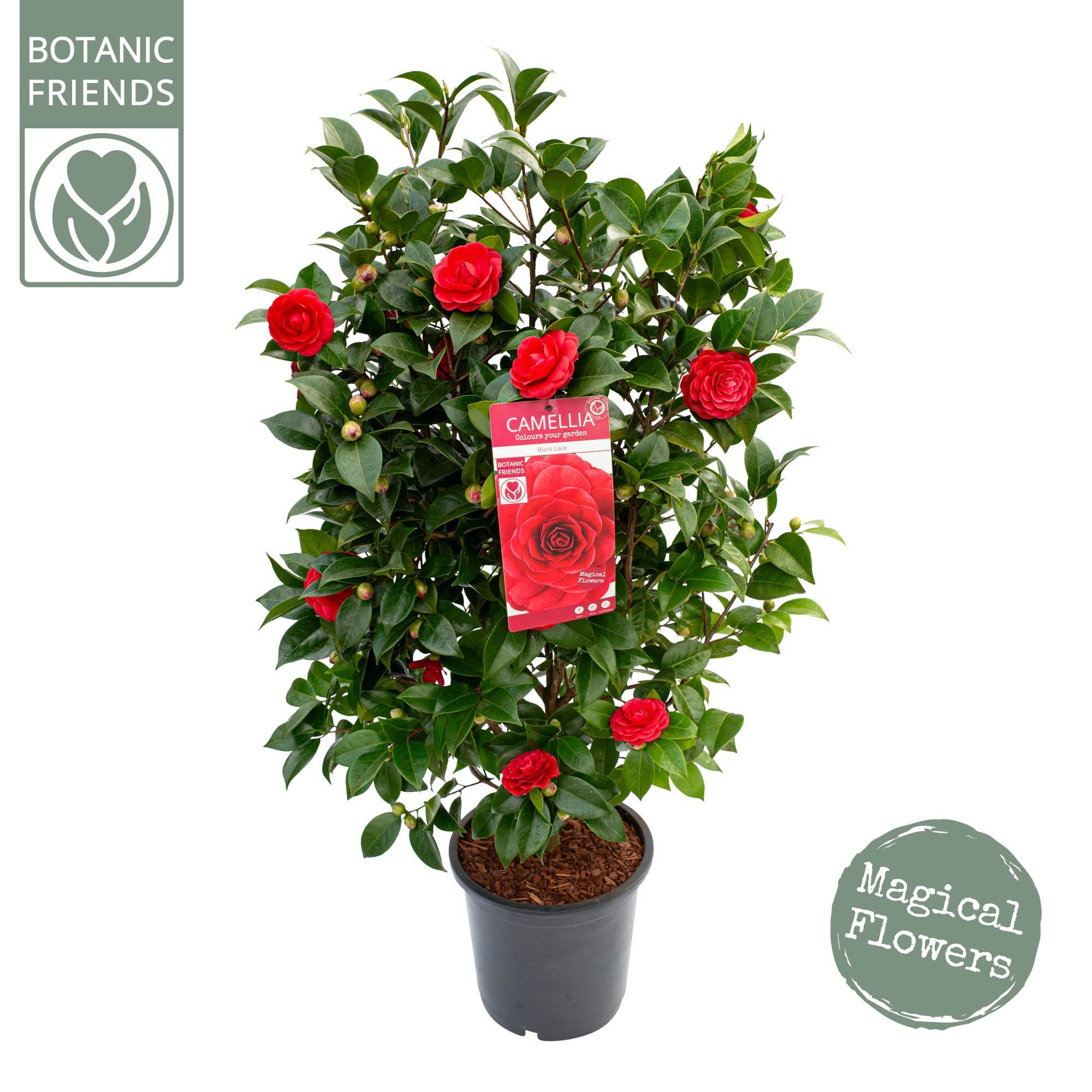 Camellia jap. 'Black Lace', D 29