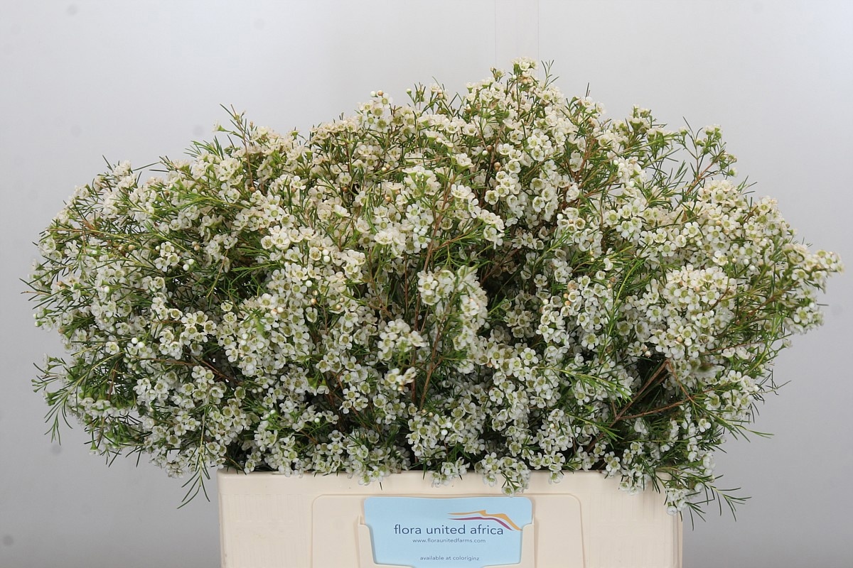 Шамелациум Близзард 60, шт.