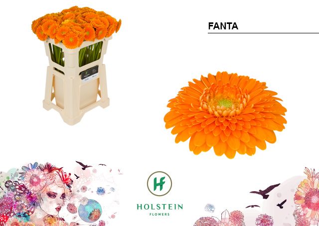 Гермини Помпон Фанта, шт.