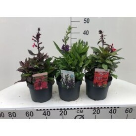 807 DVDS : Pot 19 cm Lobelia Speciosa different colors mix, D 19