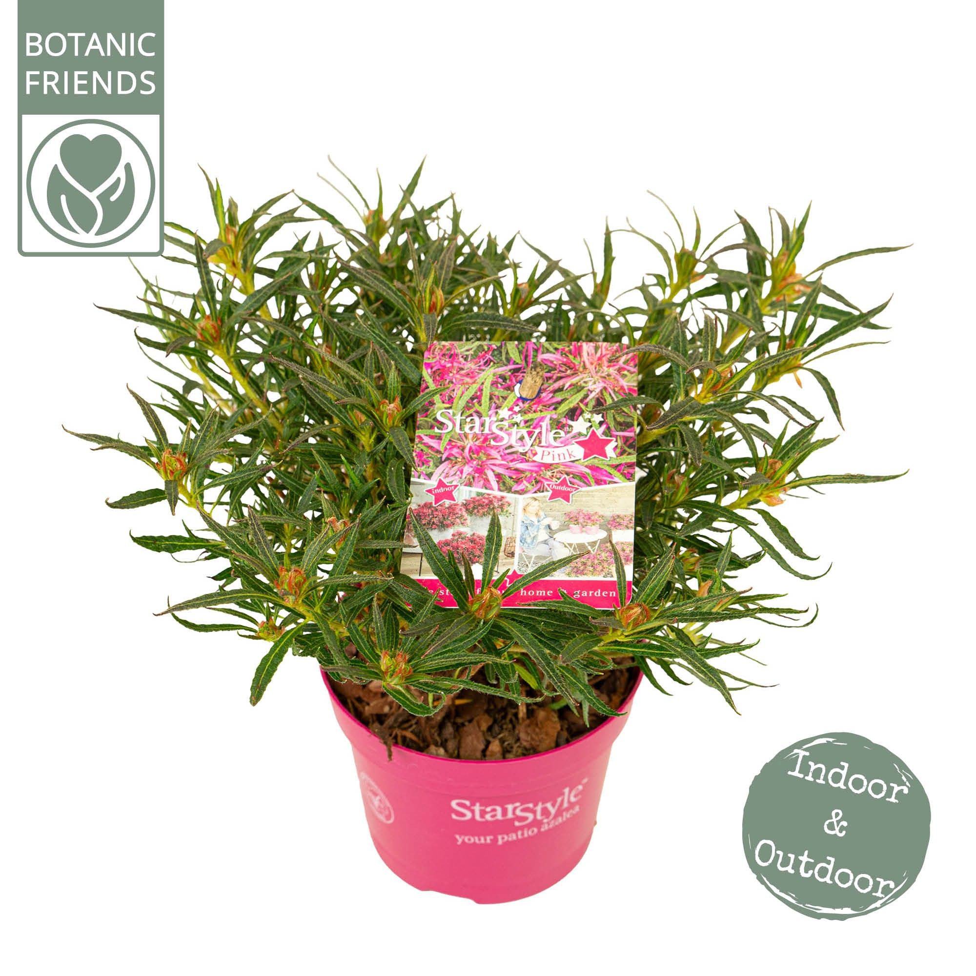 Azalea 'Starstyle Pink' ®, D 10,5