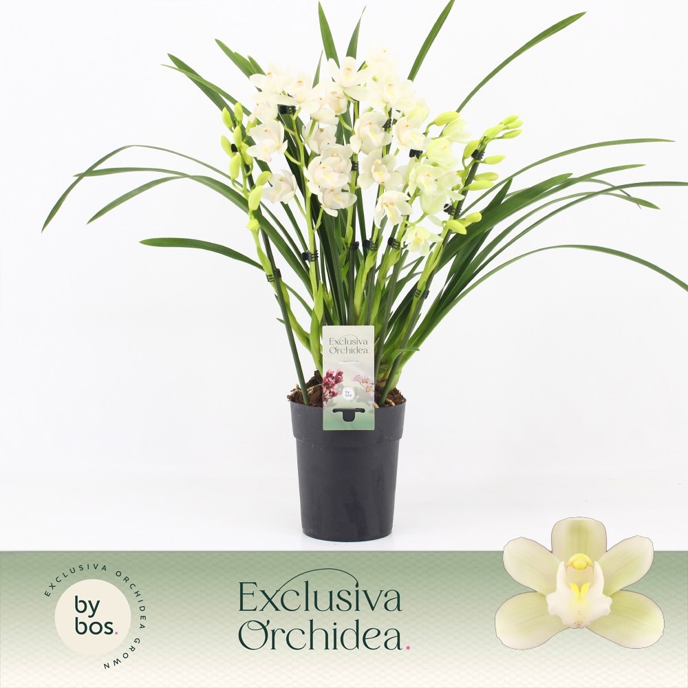 Cymbidium, Ice Dance 7+ spike 'Exclusiva Orchidea', D 14