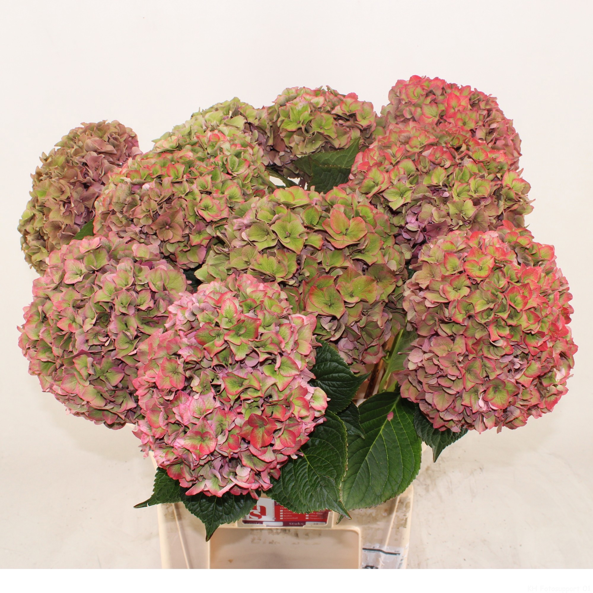 Гортензия Родео Классик 80, шт.