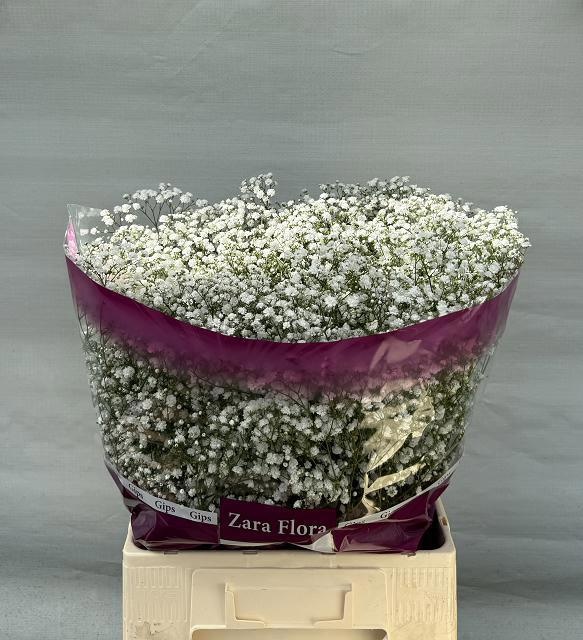 Гипсофила Космик 75, шт.