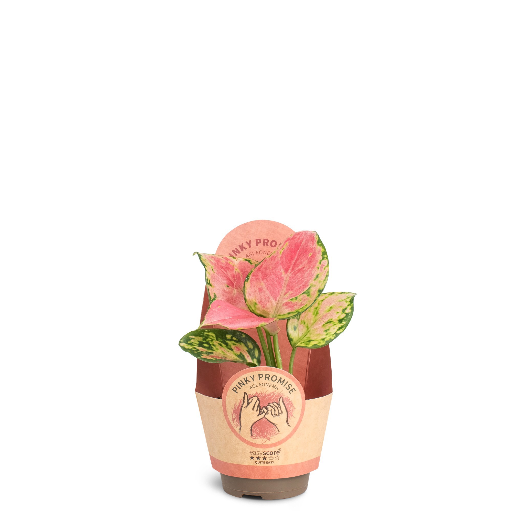 Aglaonema Pinky Promise, D 6