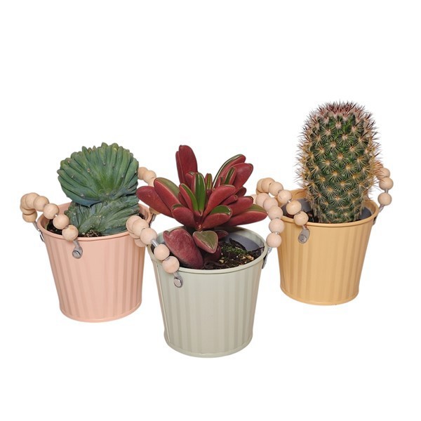 MIX CACTUS AND SUCCULENT ON TIN BUCKET 'SOPHIA' Ø 8 - CARDBOARD TRAY 11 PCS, D 8 cm MIX CACTUS AND SUCCULENT ON TIN BUCKET 'SOPHIA' Ø 8 - CARDBOARD TRAY 11 PCS, D 8 cm