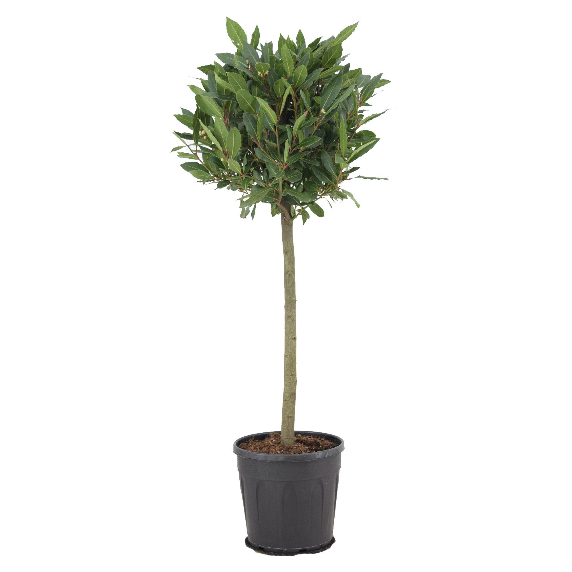 Laurus nobilis Bol op stam, D 25