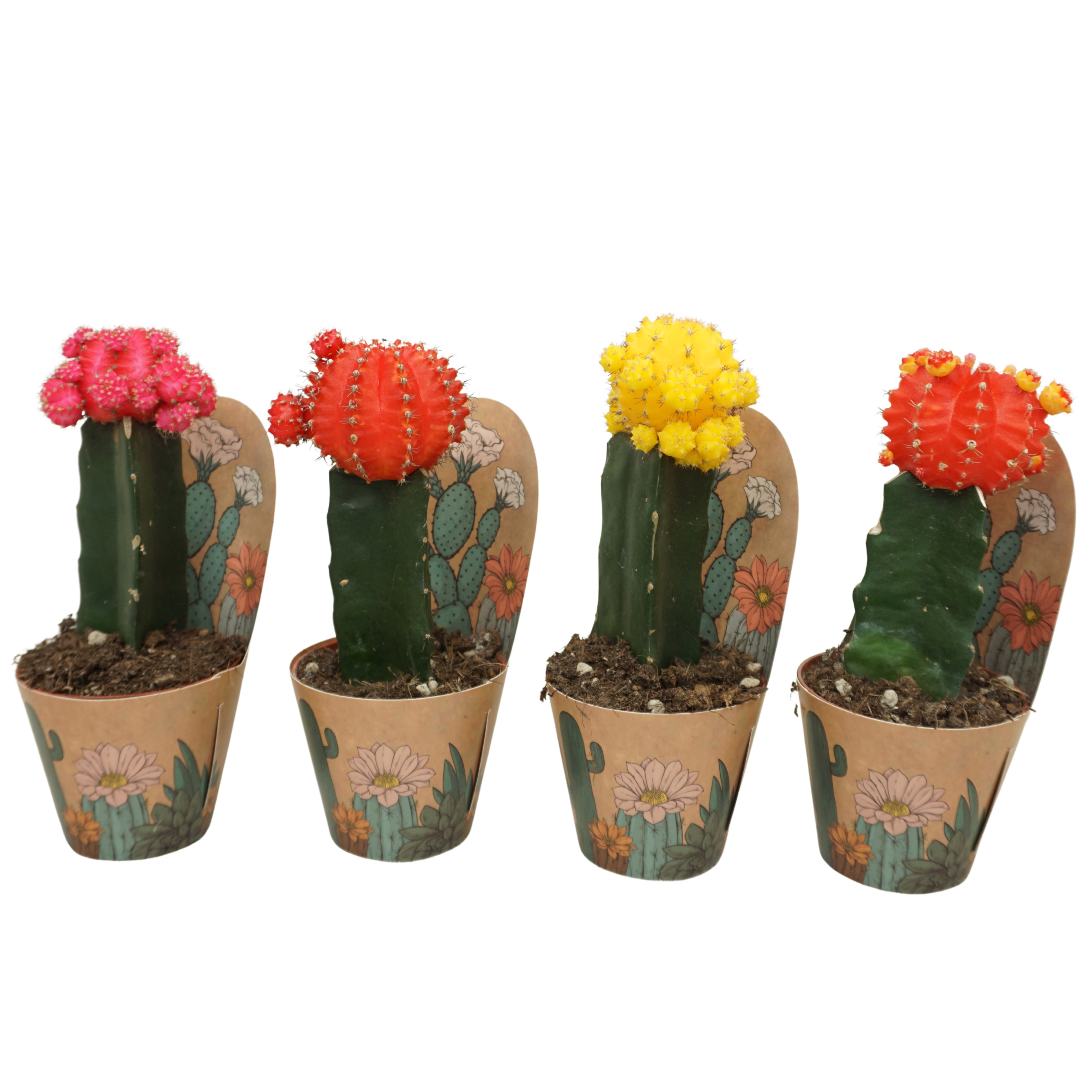 Gymnocalycium geënt mix 8,5 cm in Ubink potcover, D 8,5