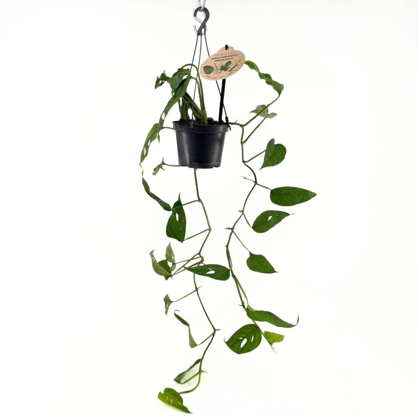 Monstera Acuminata (Ampel), D 12 cm