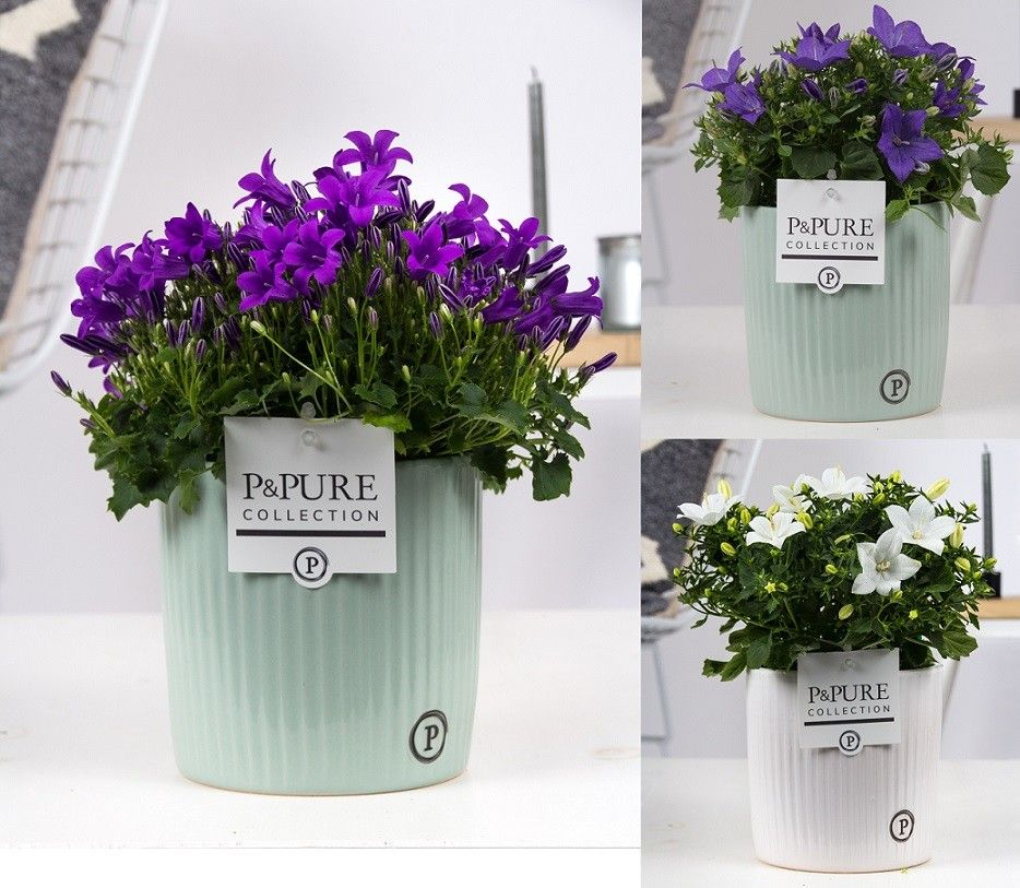 Campanula Mix Pure Sophie, D 15