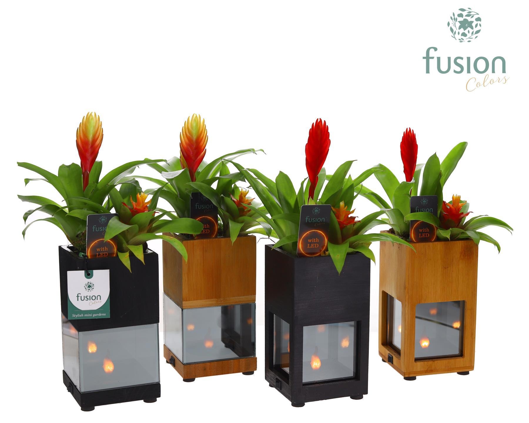 Houten LED planter met vlam met Bromelia, D 10 cm Houten LED planter met vlam met Bromelia, D 10 cm