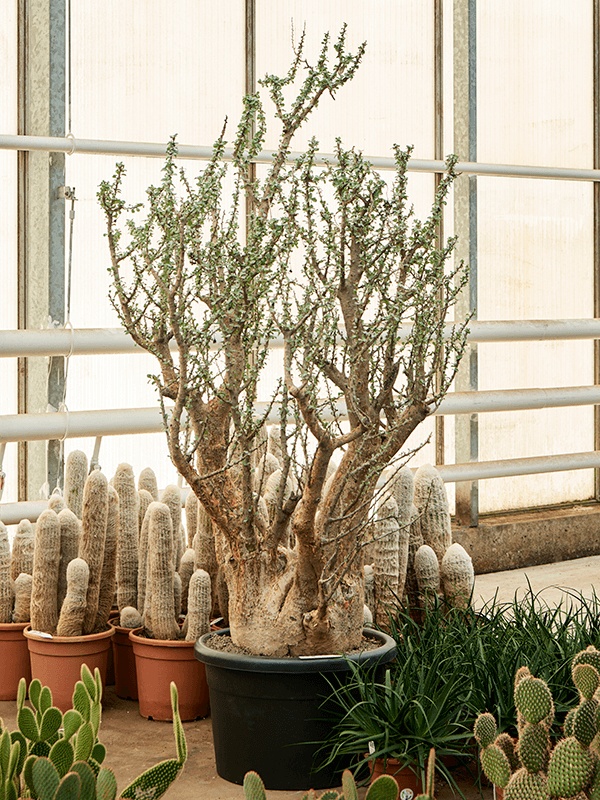 Sesamothamnus lugardii, D 55