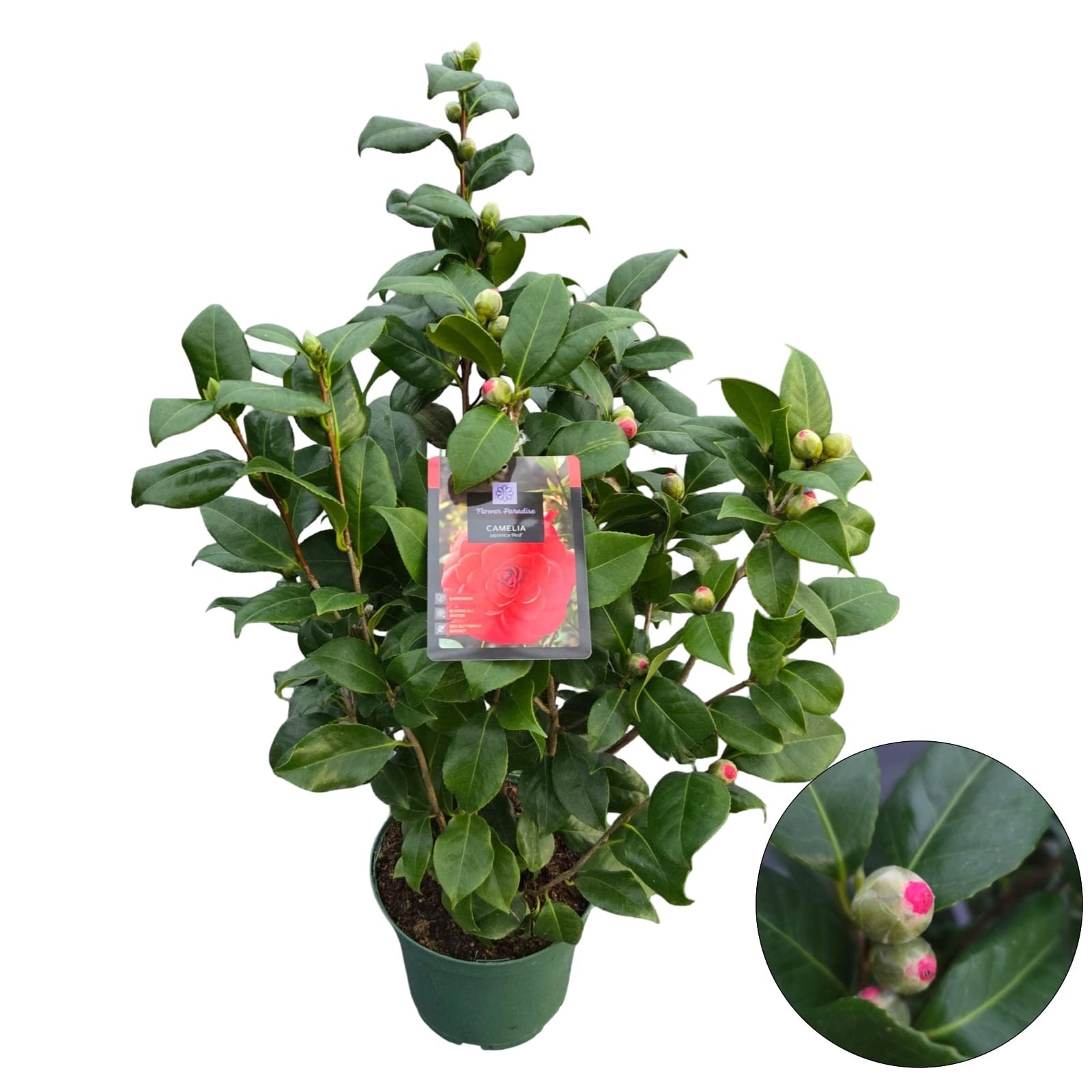 Camellia jap. 'Red', D 23