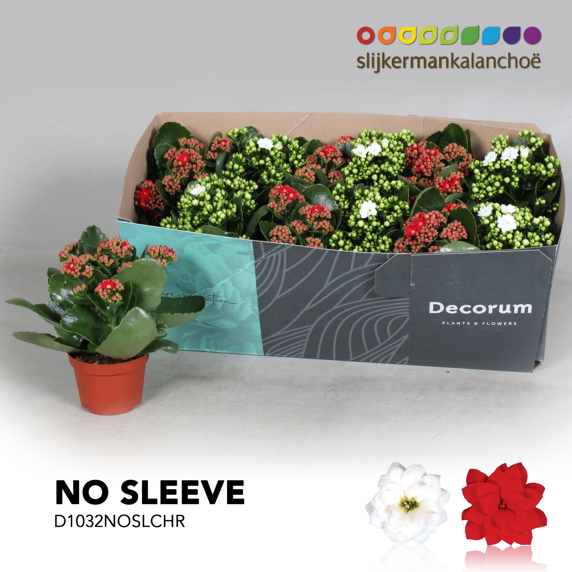 Kalanchoe No Sleeve - Christmas mix - kerst, D 10,5 cm