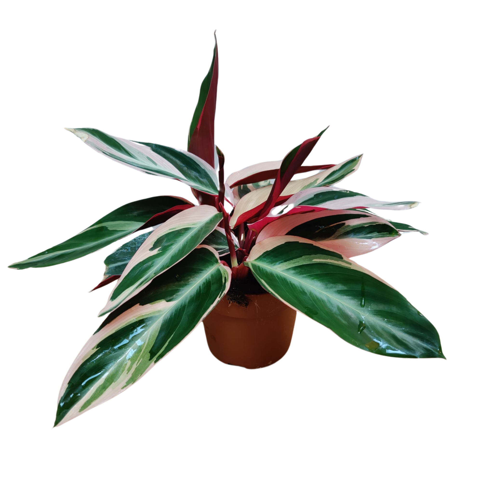 Stromanthe Triostar 12cm, D 12