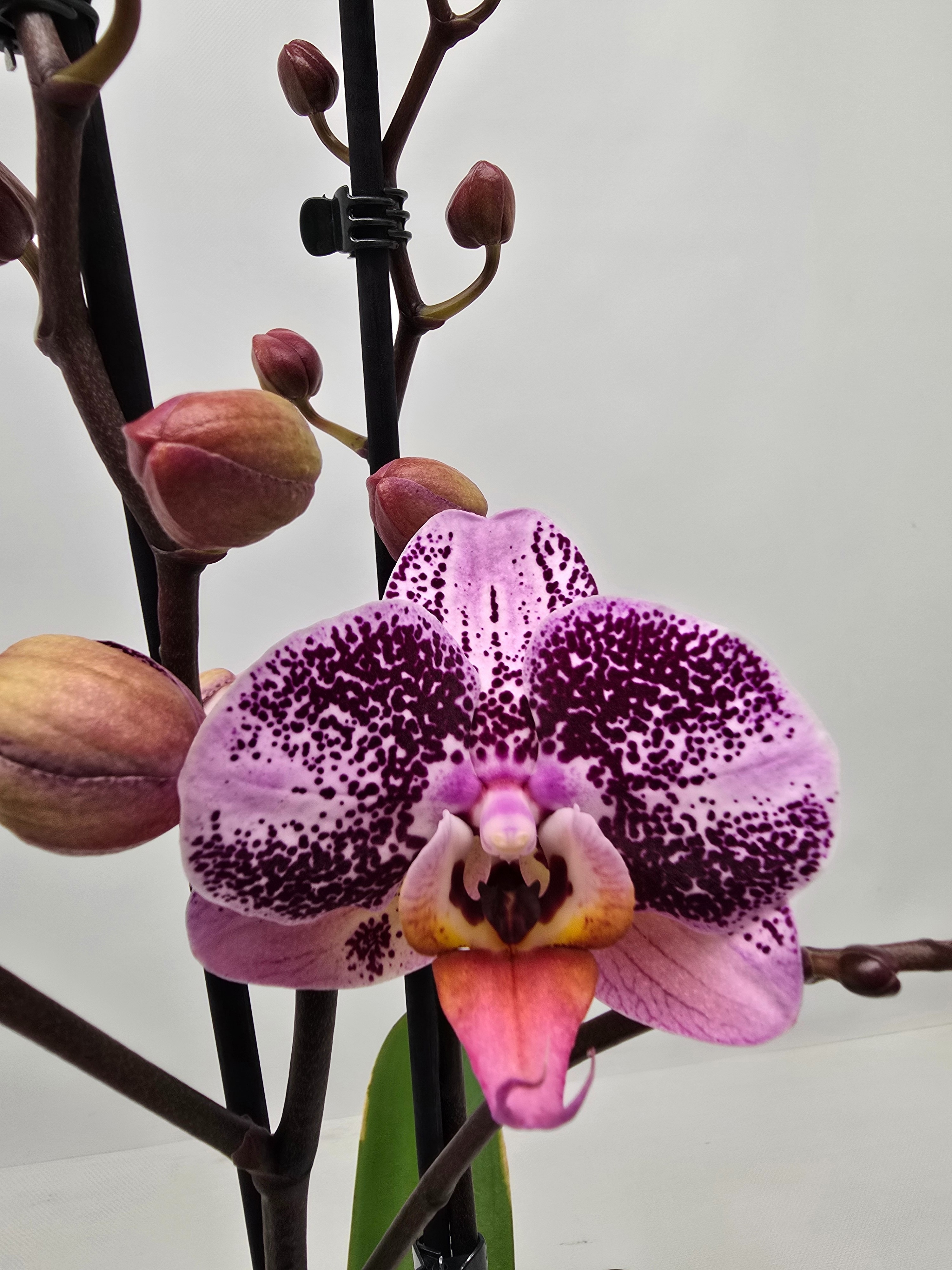 Limited 19 week5, D 12