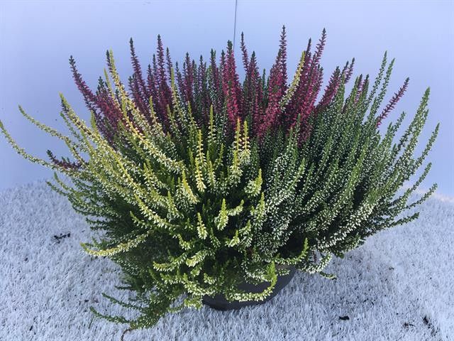 666 VF : Schaal 23 cm Calluna Vulgaris gemengd 3 kleuren per schaal, D 23