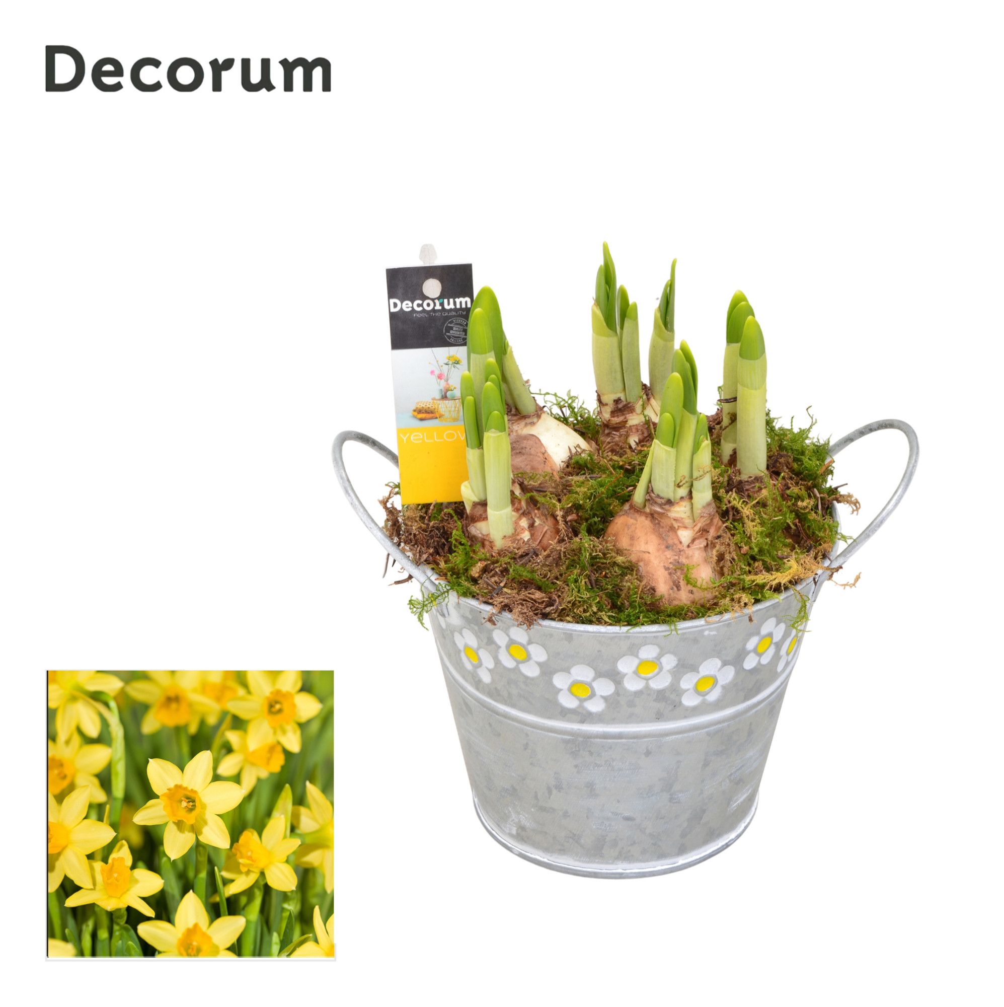 Narcis Spring Bucket Maxi HL18543N, D 13