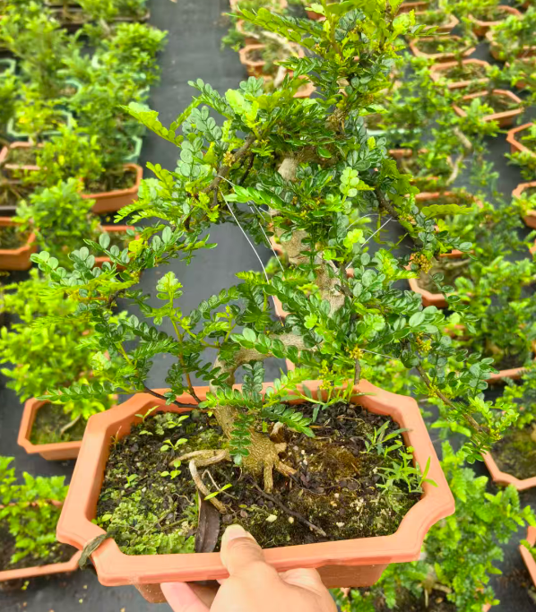 Пистачио 320 Стйлед Фрагрант Вуд 21 46