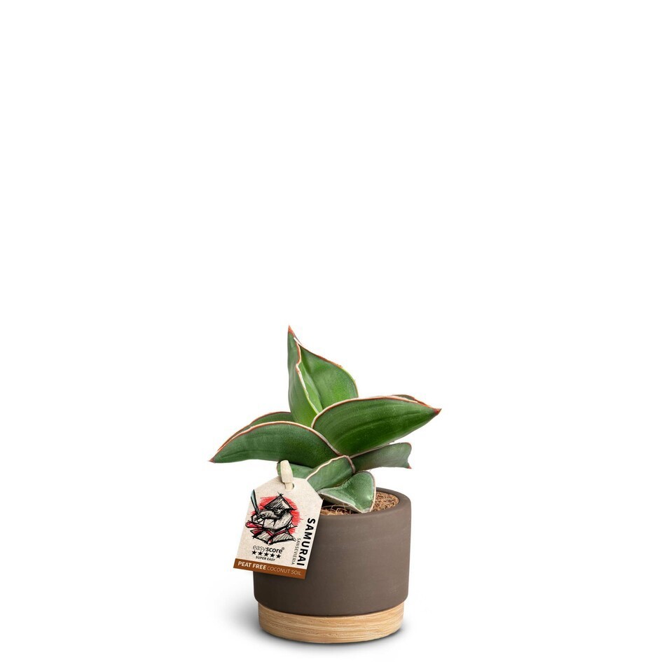 SANSEVIERIA EHRENBERGII 40635072 WB Mocca 'SAMURAI DWARF', D 7